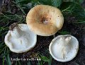 Lactarius evosmus-amf1076